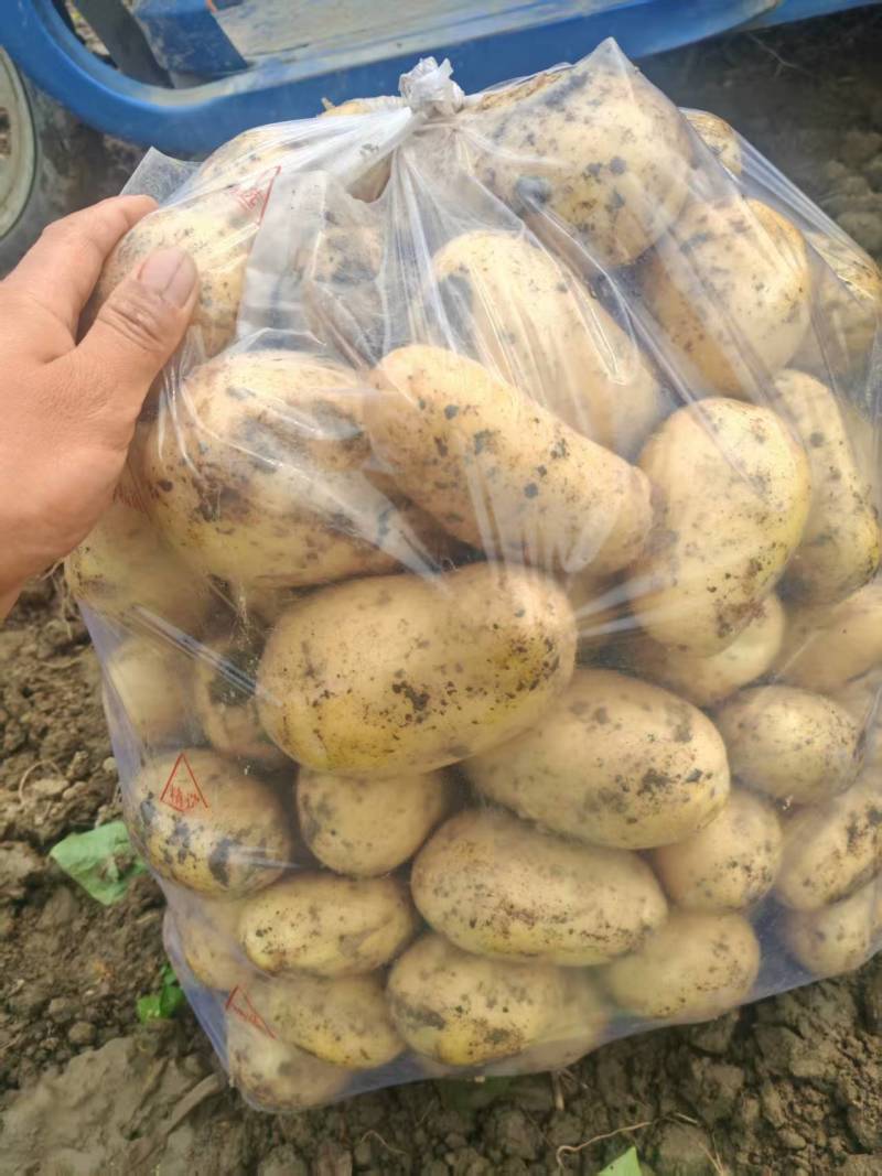 《热卖》湖北襄阳黄心土豆大量上市中对接商超团购供应链
