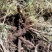 正宗野生冬虫夏草品质保证