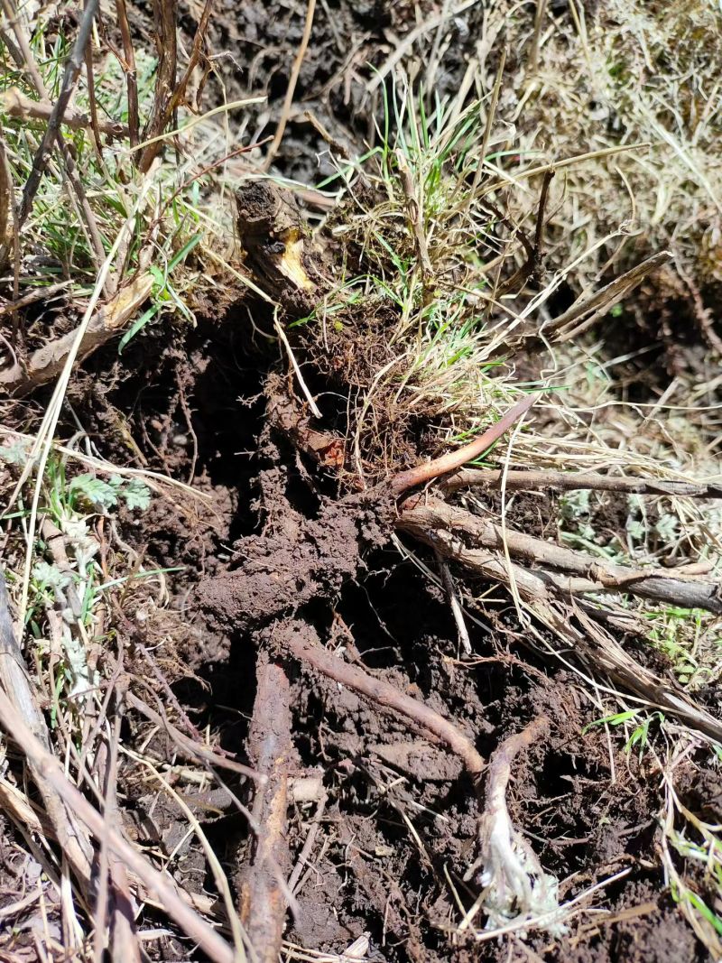 正宗野生冬虫夏草品质保证