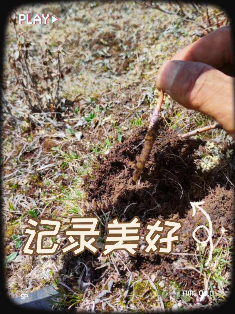 正宗野生冬虫夏草品质保证