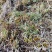 正宗野生冬虫夏草品质保证