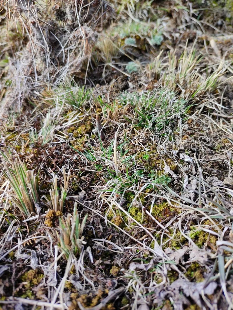 正宗野生冬虫夏草品质保证