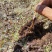 正宗野生冬虫夏草品质保证