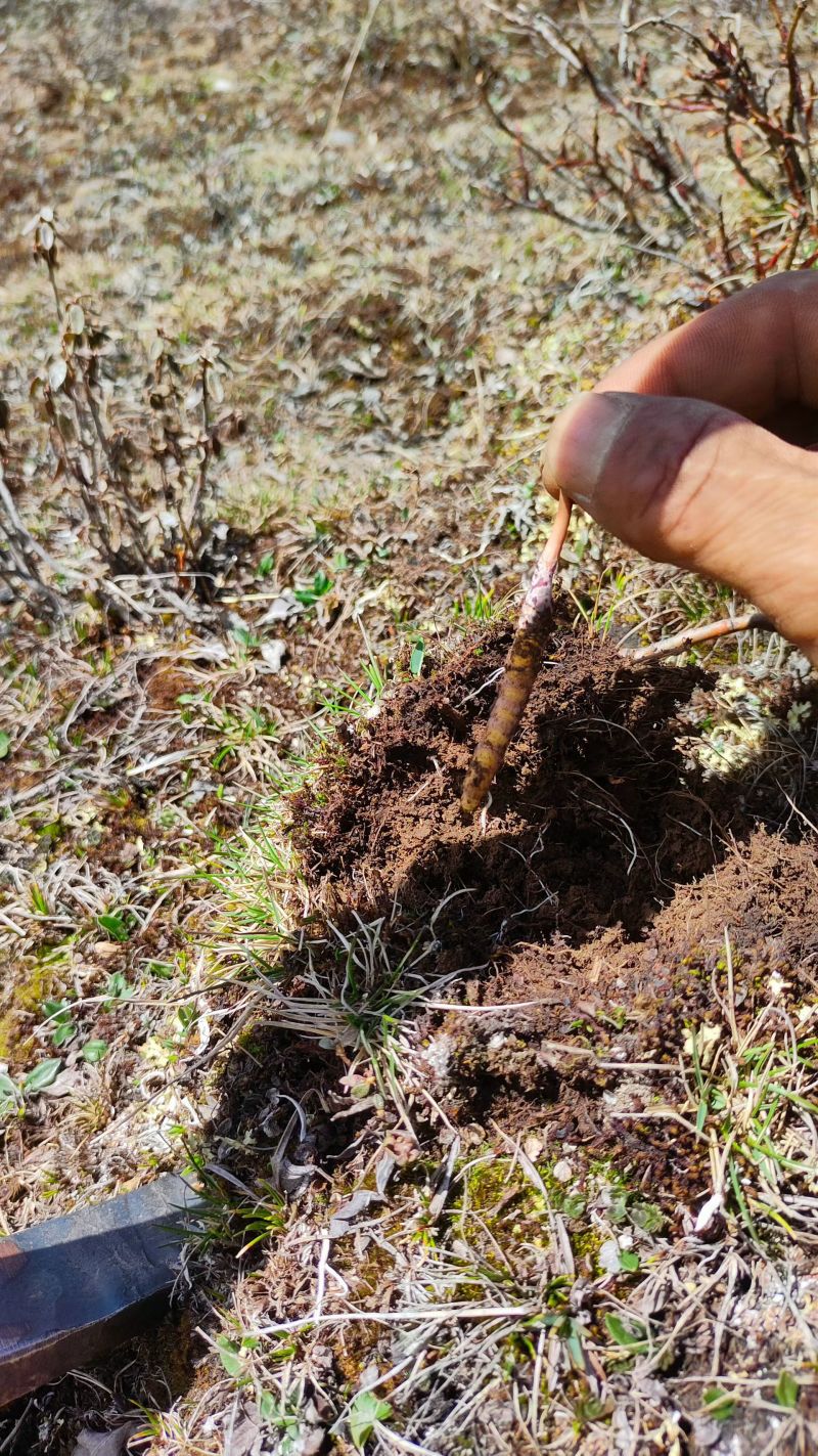 正宗野生冬虫夏草品质保证