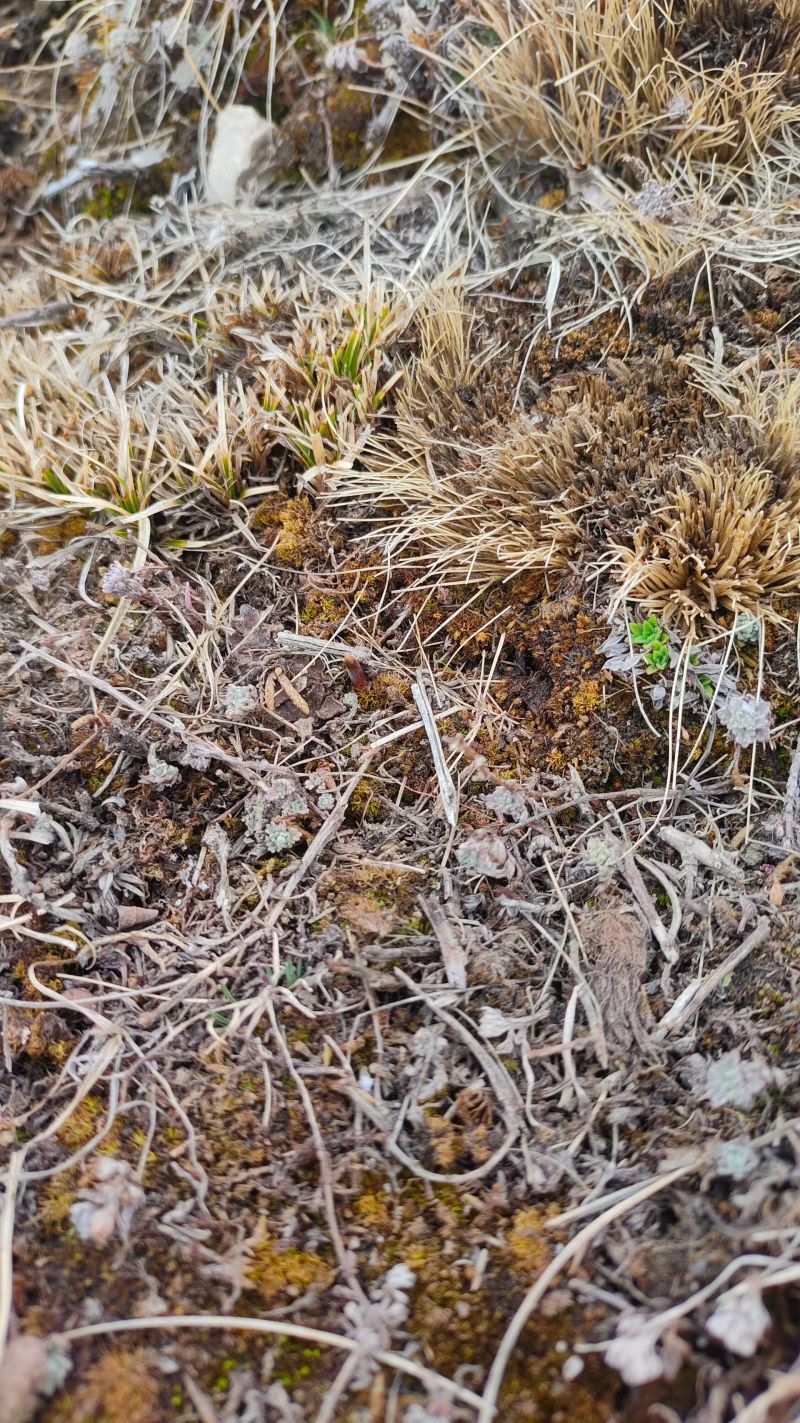 正宗野生冬虫夏草品质保证