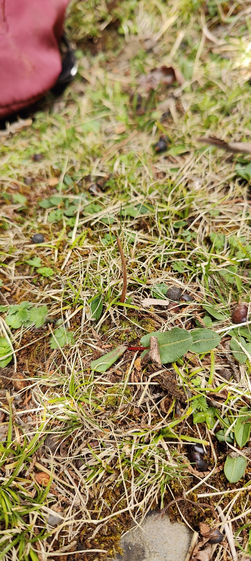 正宗野生冬虫夏草品质保证