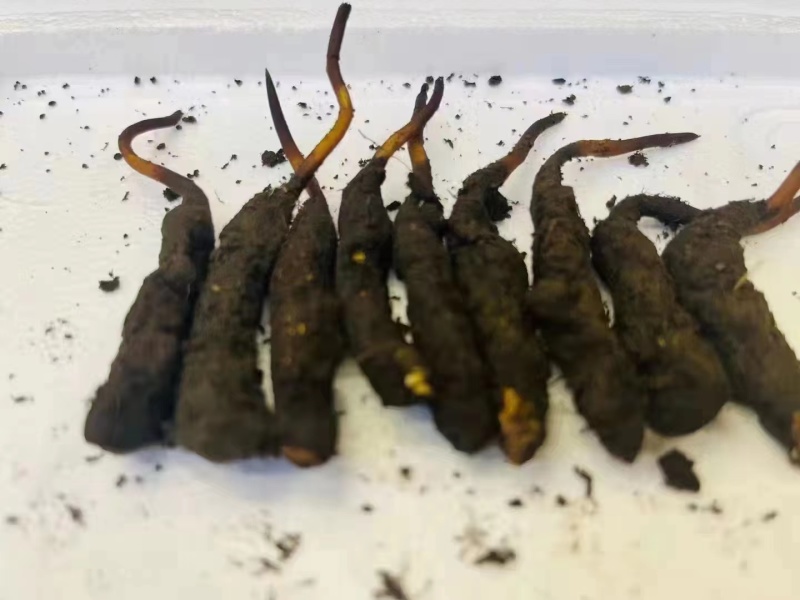 正宗野生冬虫夏草品质保证