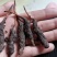 正宗野生冬虫夏草品质保证
