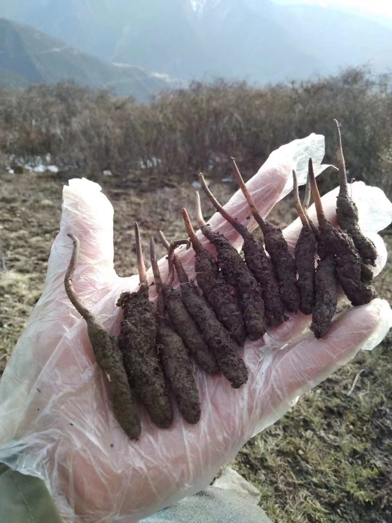 正宗野生冬虫夏草品质保证