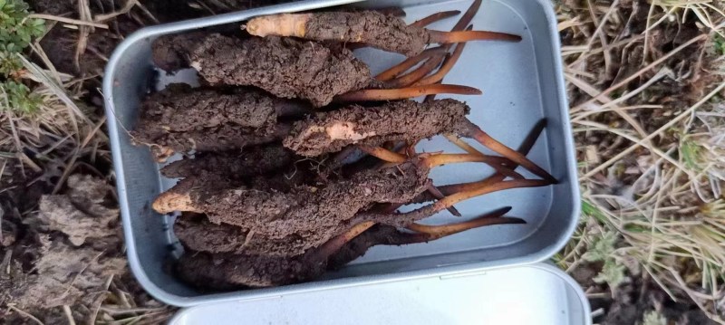 正宗野生冬虫夏草品质保证