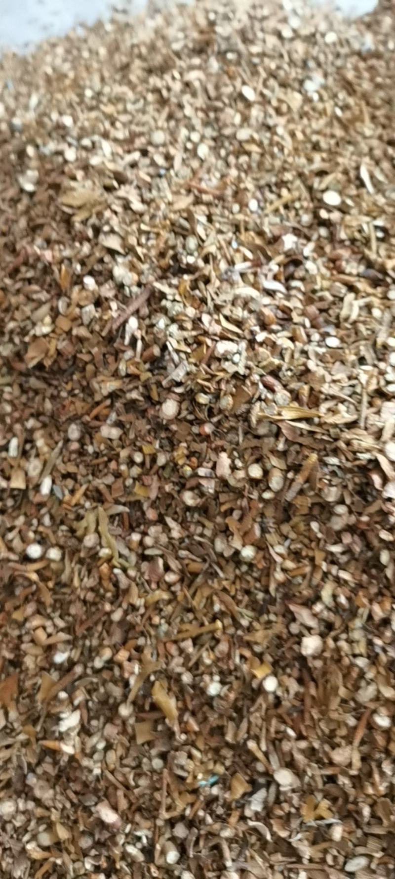 中药材槲寄生正品北寄生胡寄生各种规格批发零售