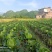 牛心包