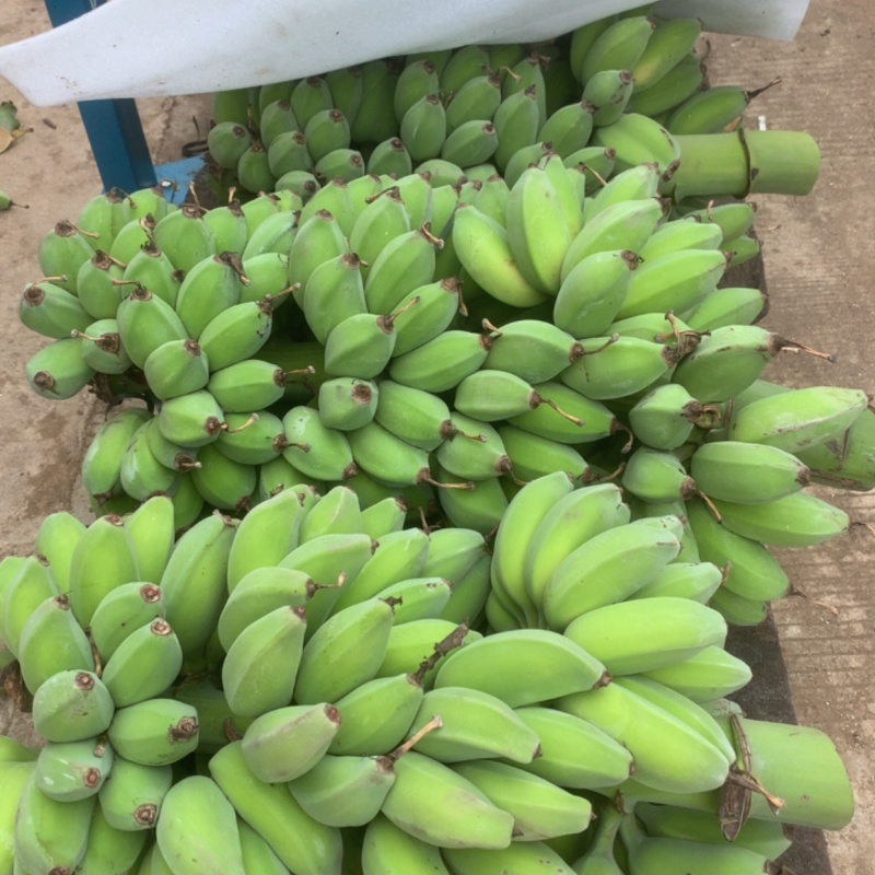 广西苹果蕉上市啦，一件代发走整车接单啦。