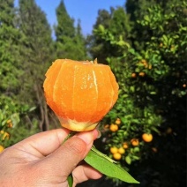 秭归县伦晚脐橙，品质上乘，价格不贵，发全国各地，需要的来