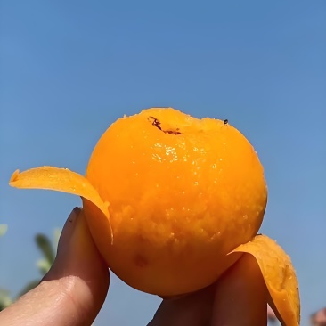 龙泉山枇杷