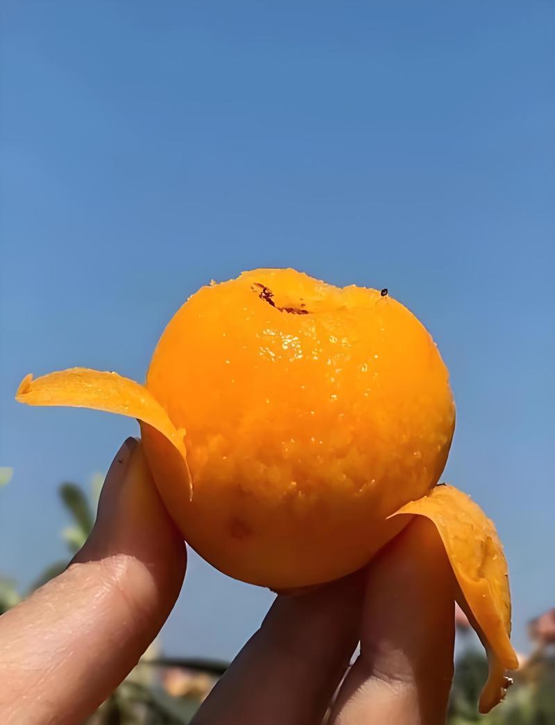 龙泉山枇杷