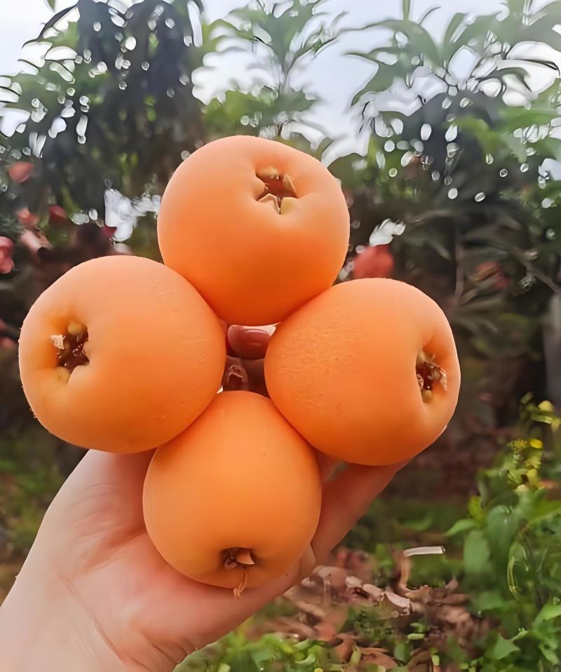龙泉山枇杷