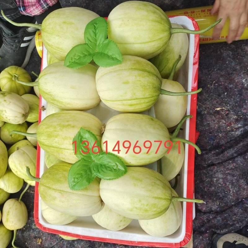 精密甜瓜上市中，冷棚精密香瓜即将大量上市中