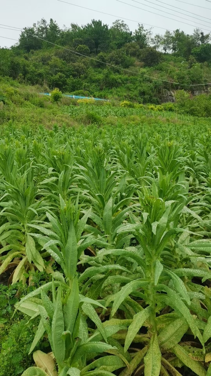 贵阳市观山湖区三友坡农业农民专业合作社