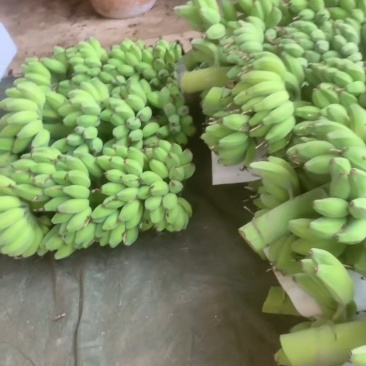 苹果蕉现摘现发