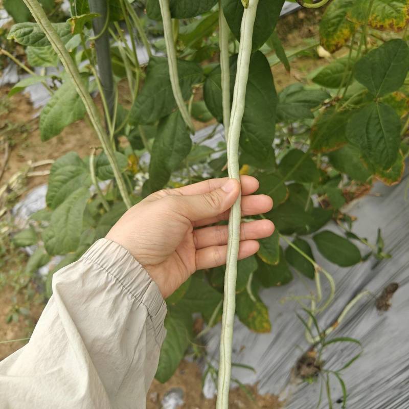 白玉豆