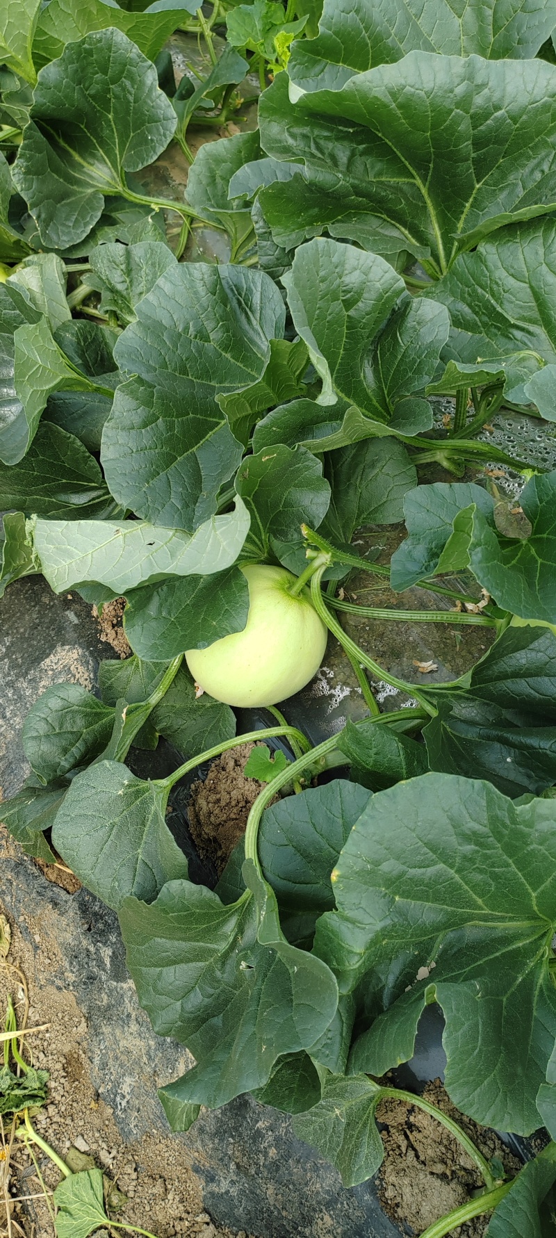 小籽白甜王