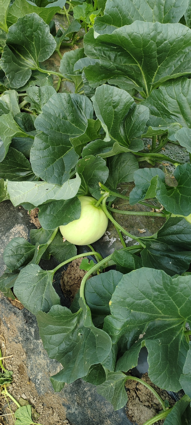 小籽白甜王