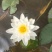 睡莲