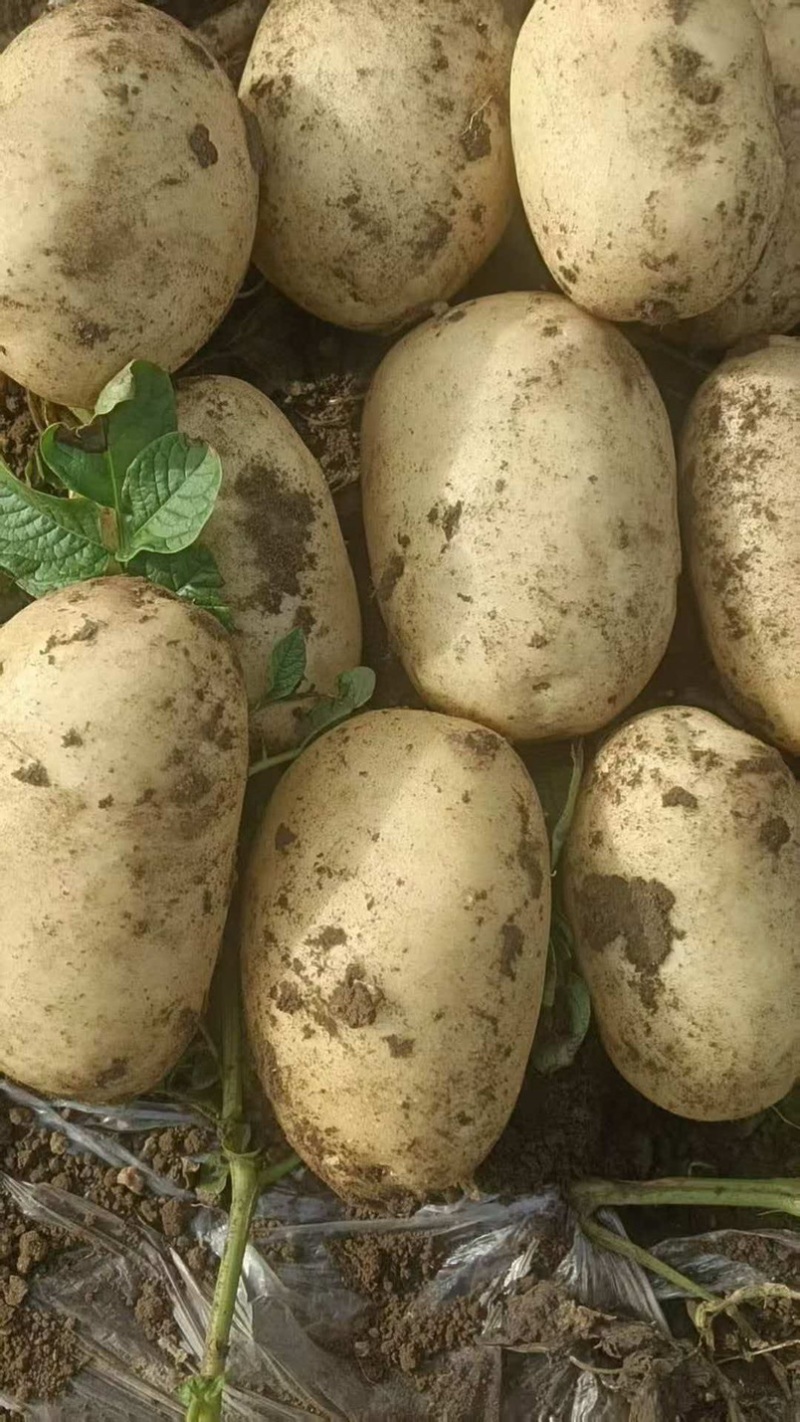 土豆大棚黄心土豆大量上市个大皮毛亮质量保证想要的联系