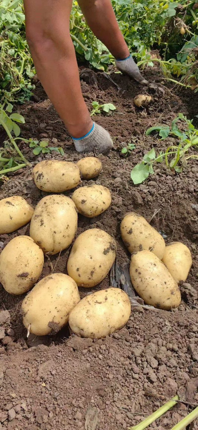 土豆大棚黄心土豆大量上市个大皮毛亮质量保证想要的联系