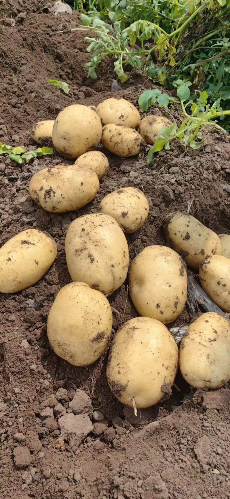 土豆大棚黄心土豆大量上市个大皮毛亮质量保证想要的联系