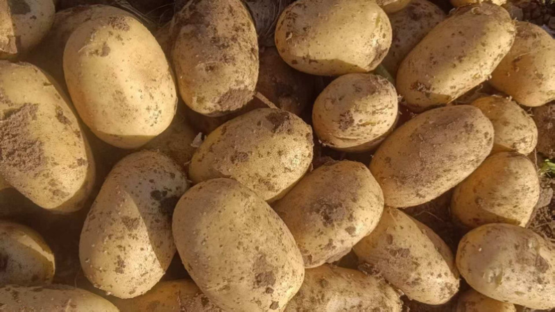土豆大棚黄心土豆大量上市个大皮毛亮质量保证想要的联系