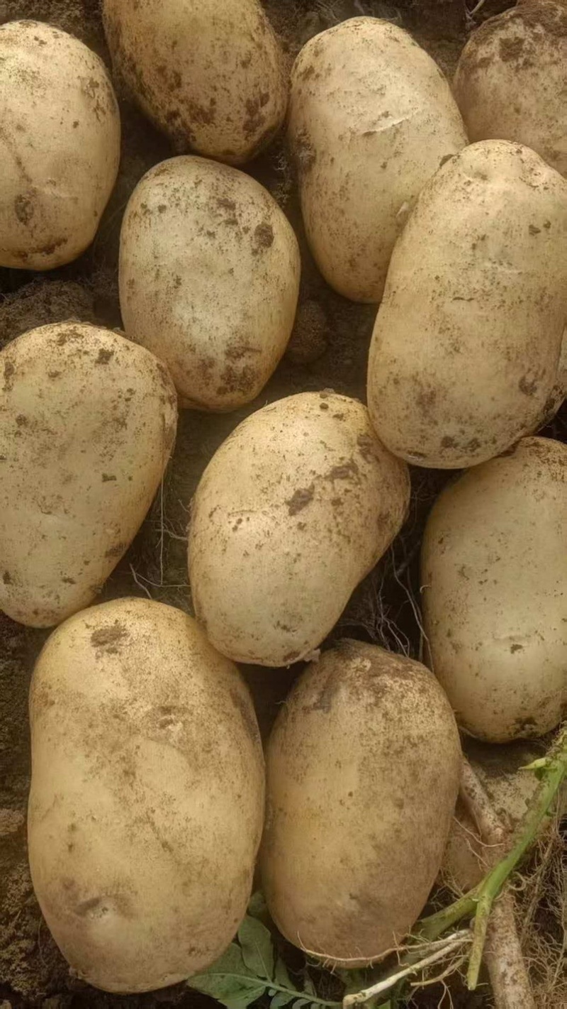 土豆大棚黄心土豆大量上市个大皮毛亮质量保证想要的联系