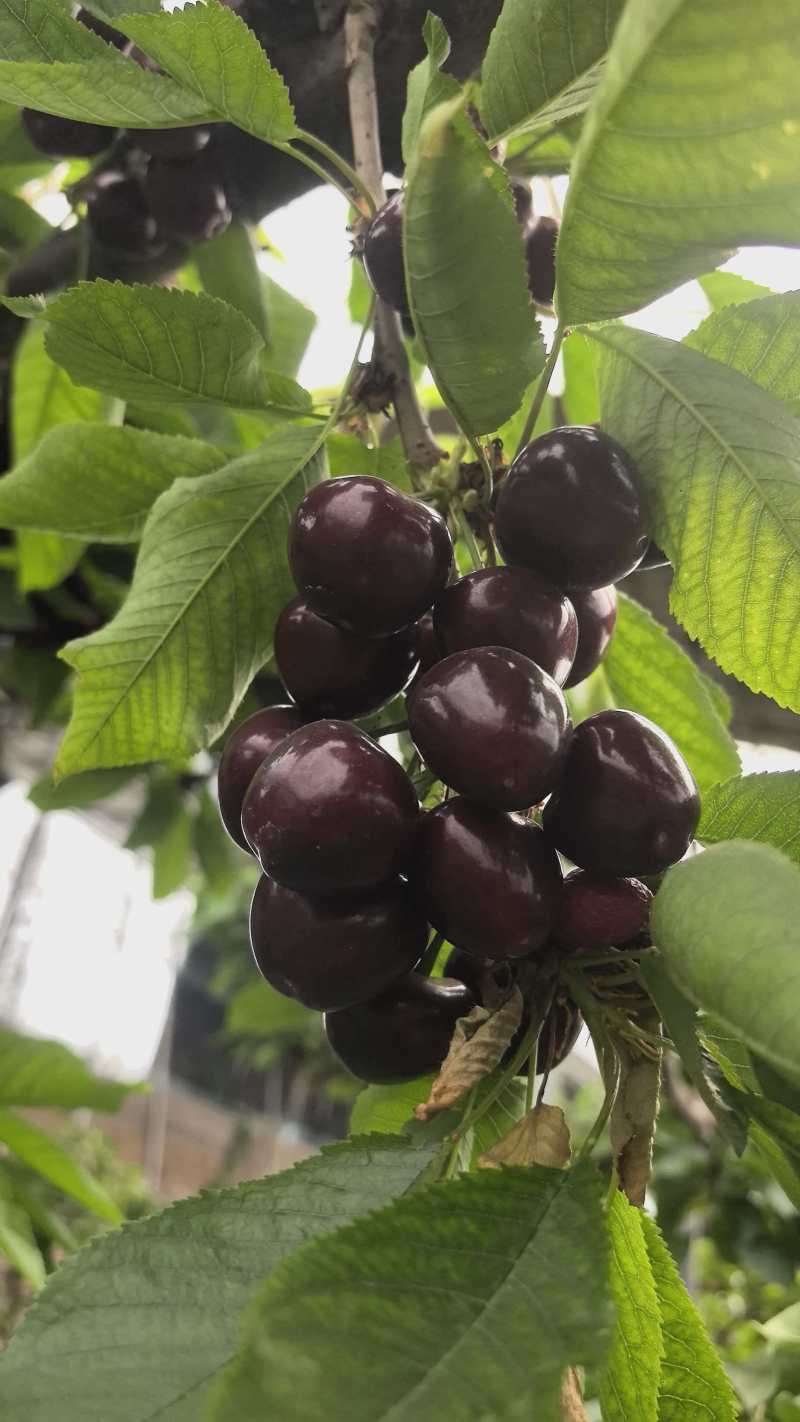 美早樱桃大量上市了对接市场档口商超量大从优规格齐全