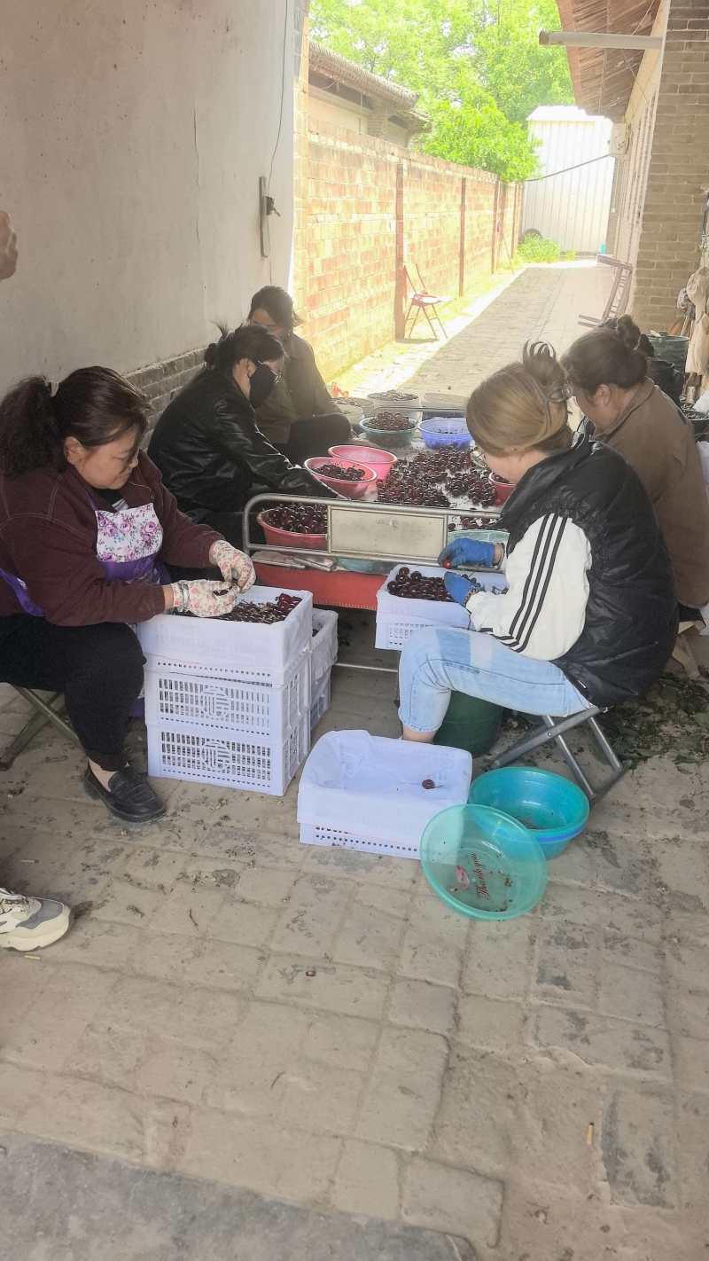 美早樱桃大量上市了对接市场档口商超量大从优规格齐全
