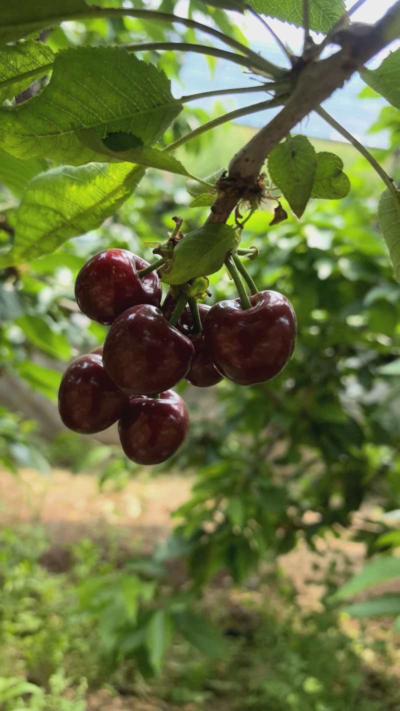 美早樱桃大量上市了对接市场档口商超量大从优规格齐全