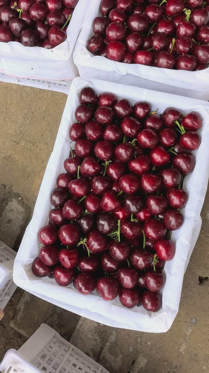 美早樱桃大量上市了对接市场档口商超量大从优规格齐全
