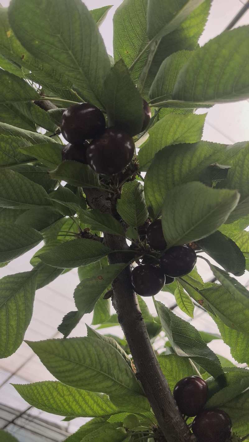 美早樱桃大量上市了对接市场档口商超量大从优规格齐全