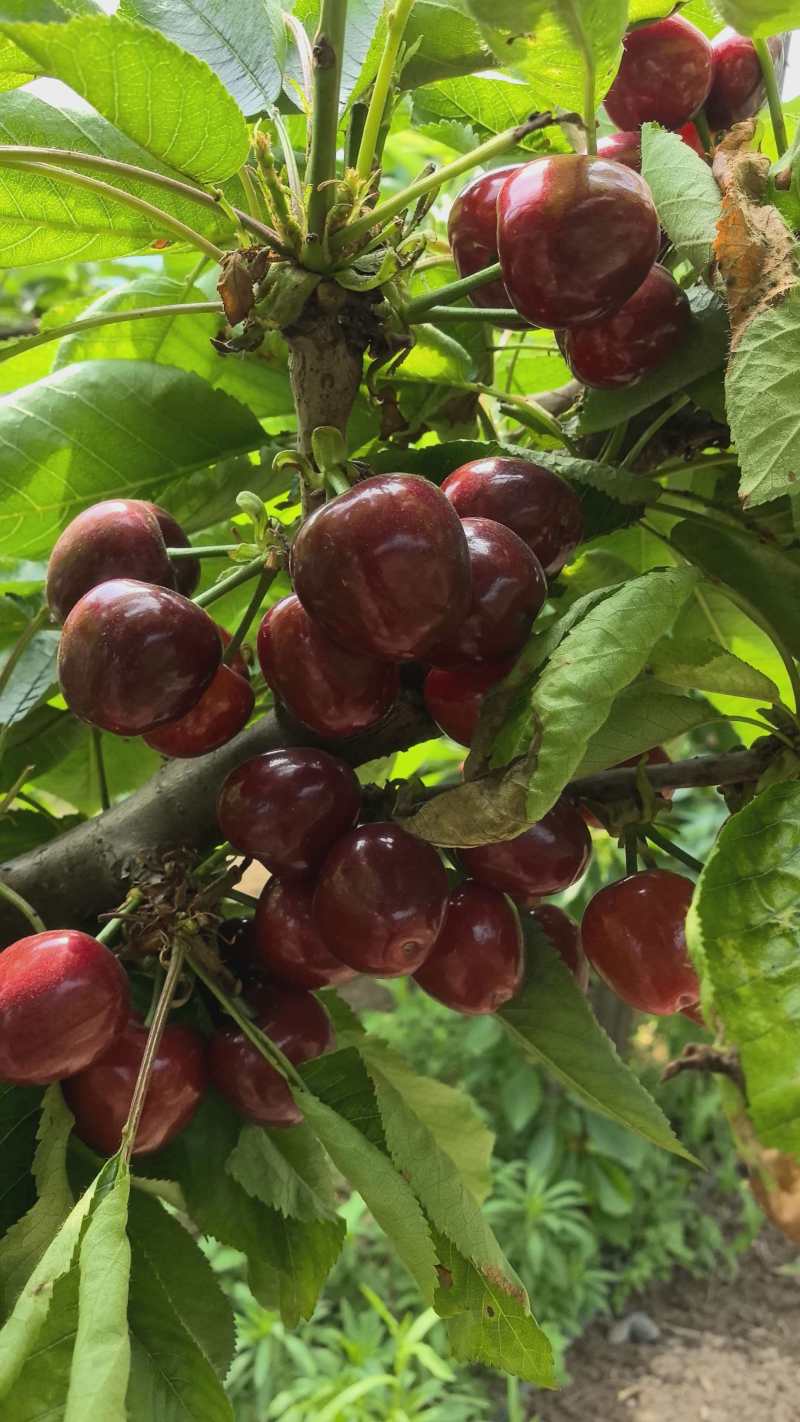 美早樱桃大量上市了对接市场档口商超量大从优规格齐全