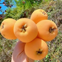 （热卖）四川大五星枇杷皮薄肉厚清甜可口整车有货代发全国