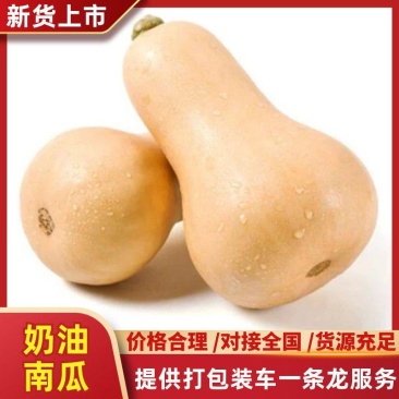 精品奶油南瓜大量上市产地直供,诚信经营,品质保证