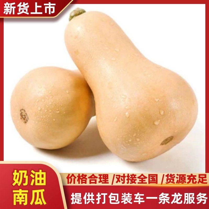 精品奶油南瓜大量上市产地直供，诚信经营，品质保证