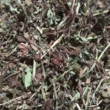 老鹳草，中药材老鹳草药厂货，饮片货，过筛货