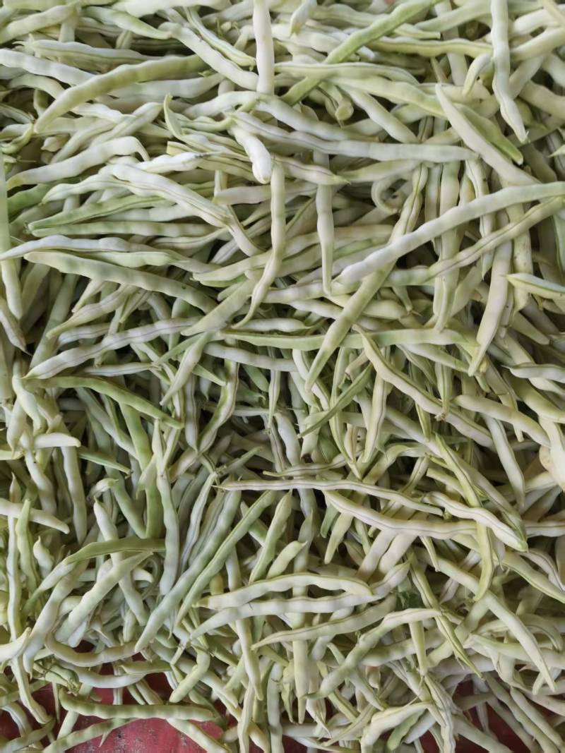 白不老芸豆，量大从优，产地直发，可以视频看货，欢迎老板前