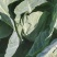 甘蓝（品种为中甘十五）