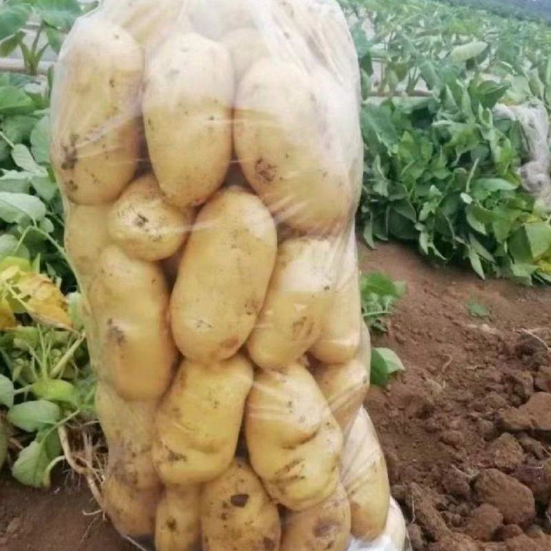 黄心土豆黄皮黄心无虫眼，均是一手货源，质量保证