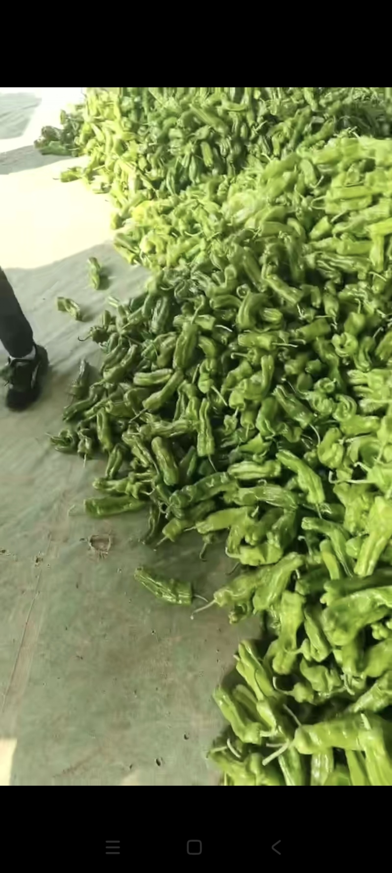 黄羊角辣椒，产地直发，大棚种植，量大从优，欢迎老板前来看