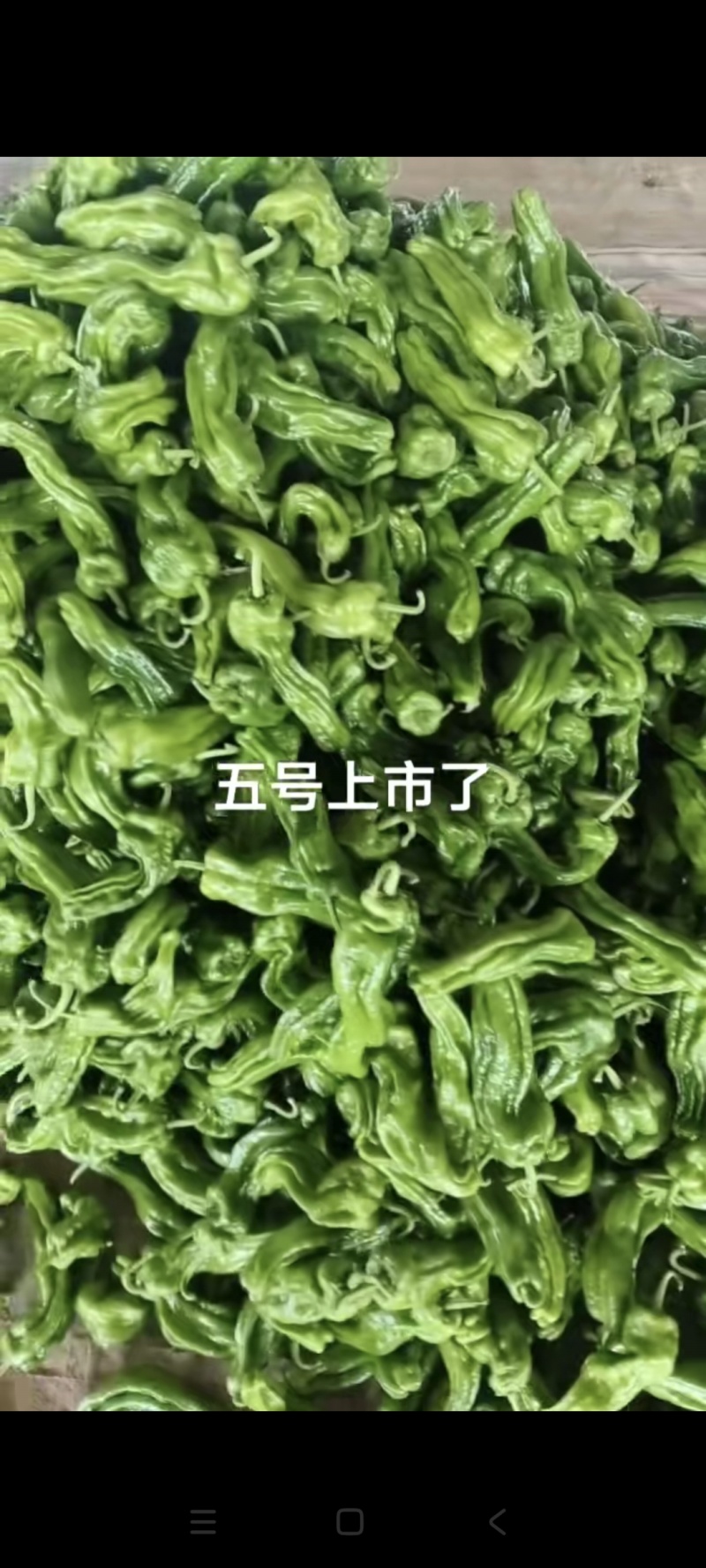 黄羊角辣椒，产地直发，大棚种植，量大从优，欢迎老板前来看