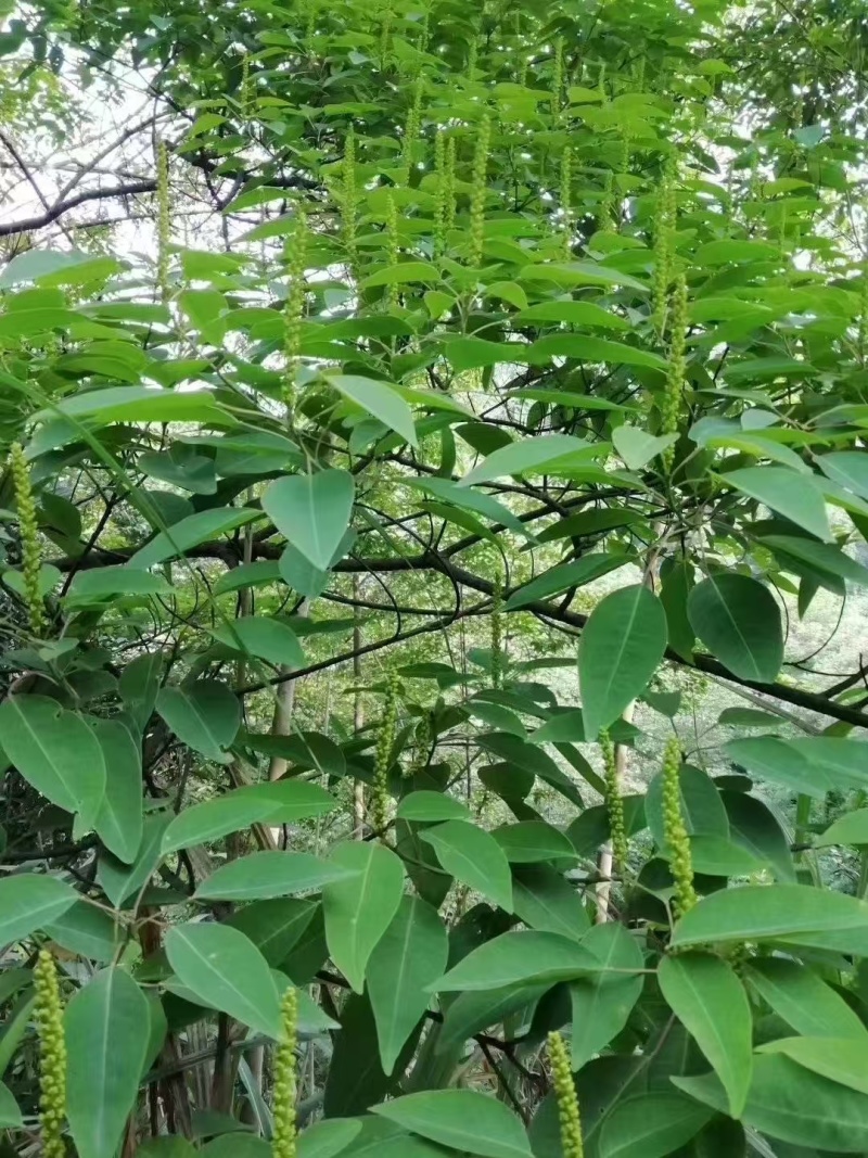 土蜂蜜