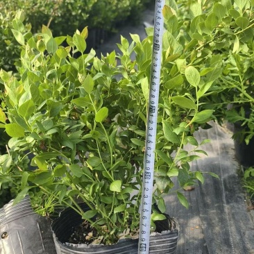 德雷铂蓝莓苗组培育苗大小苗都有